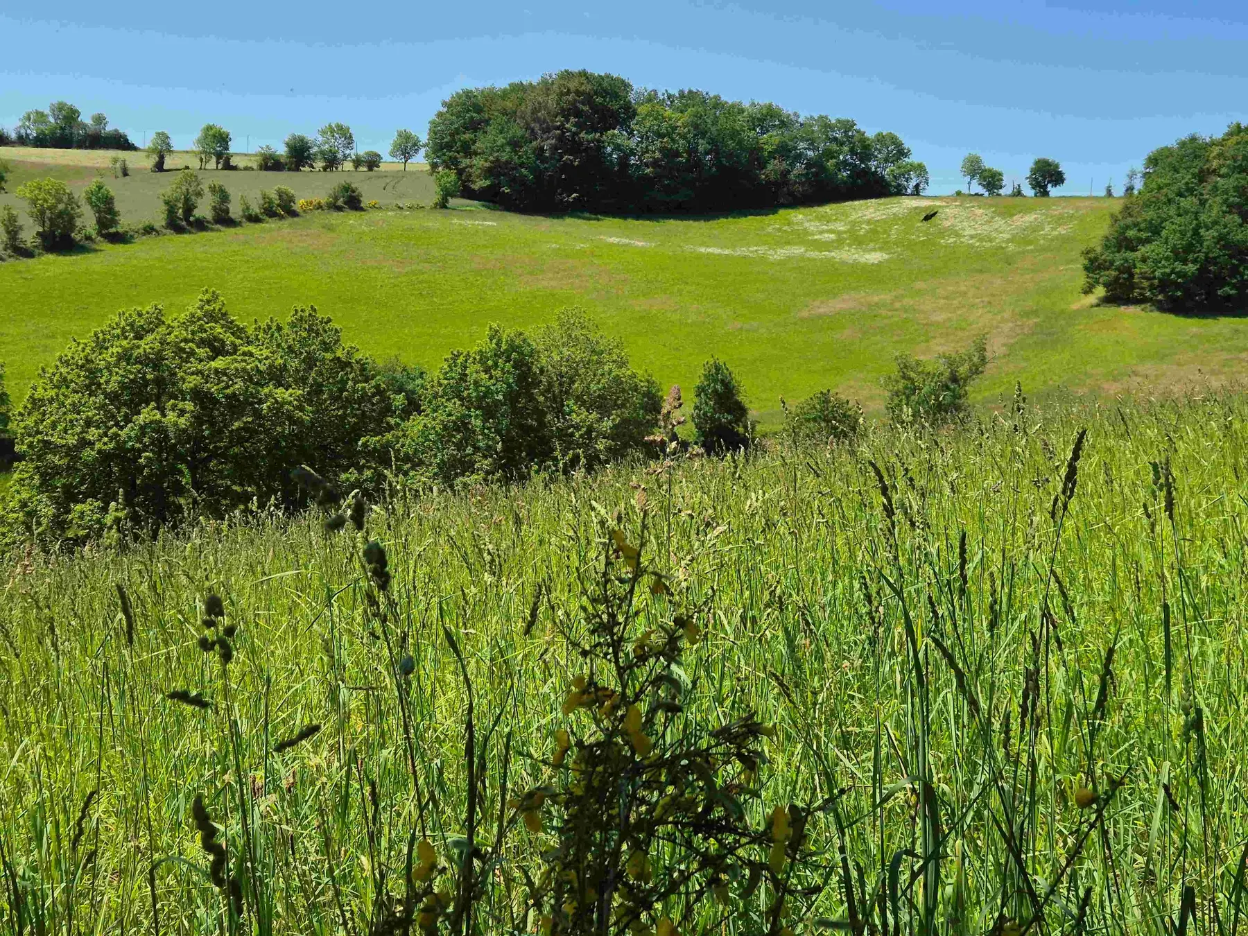 Prairie verdoyante du Tarn