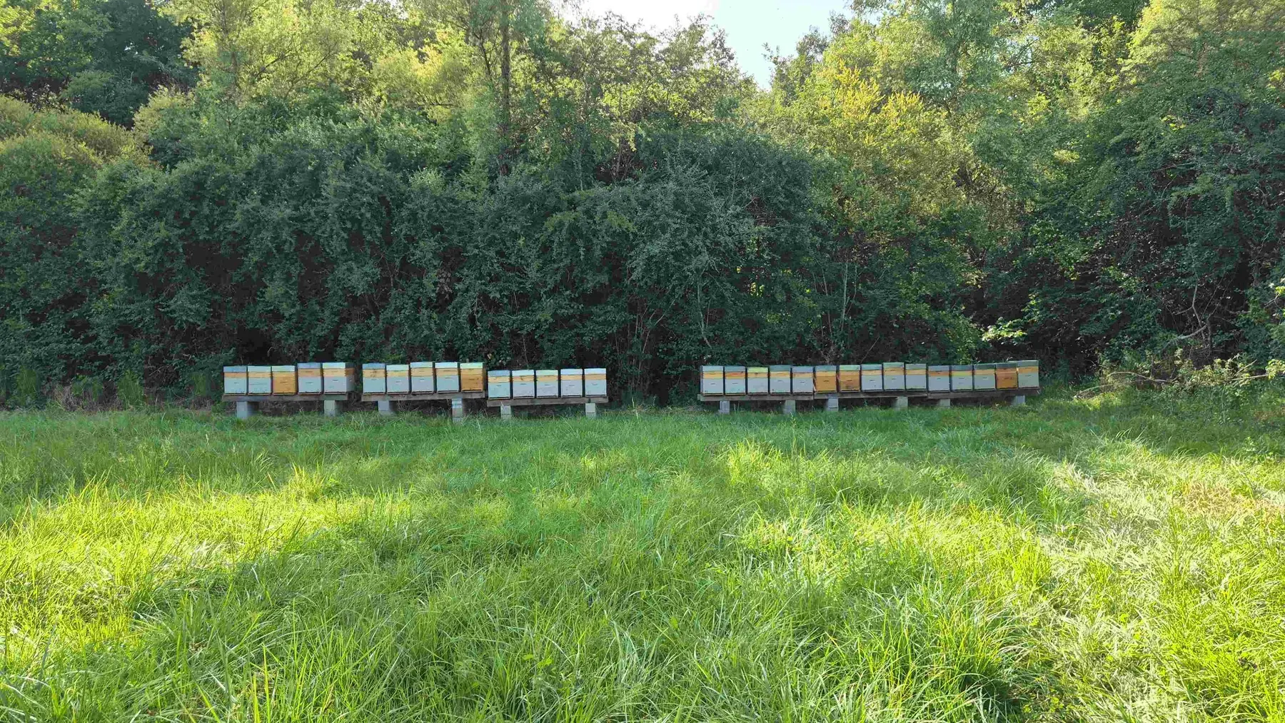Ruches alignées en lisière de bois
