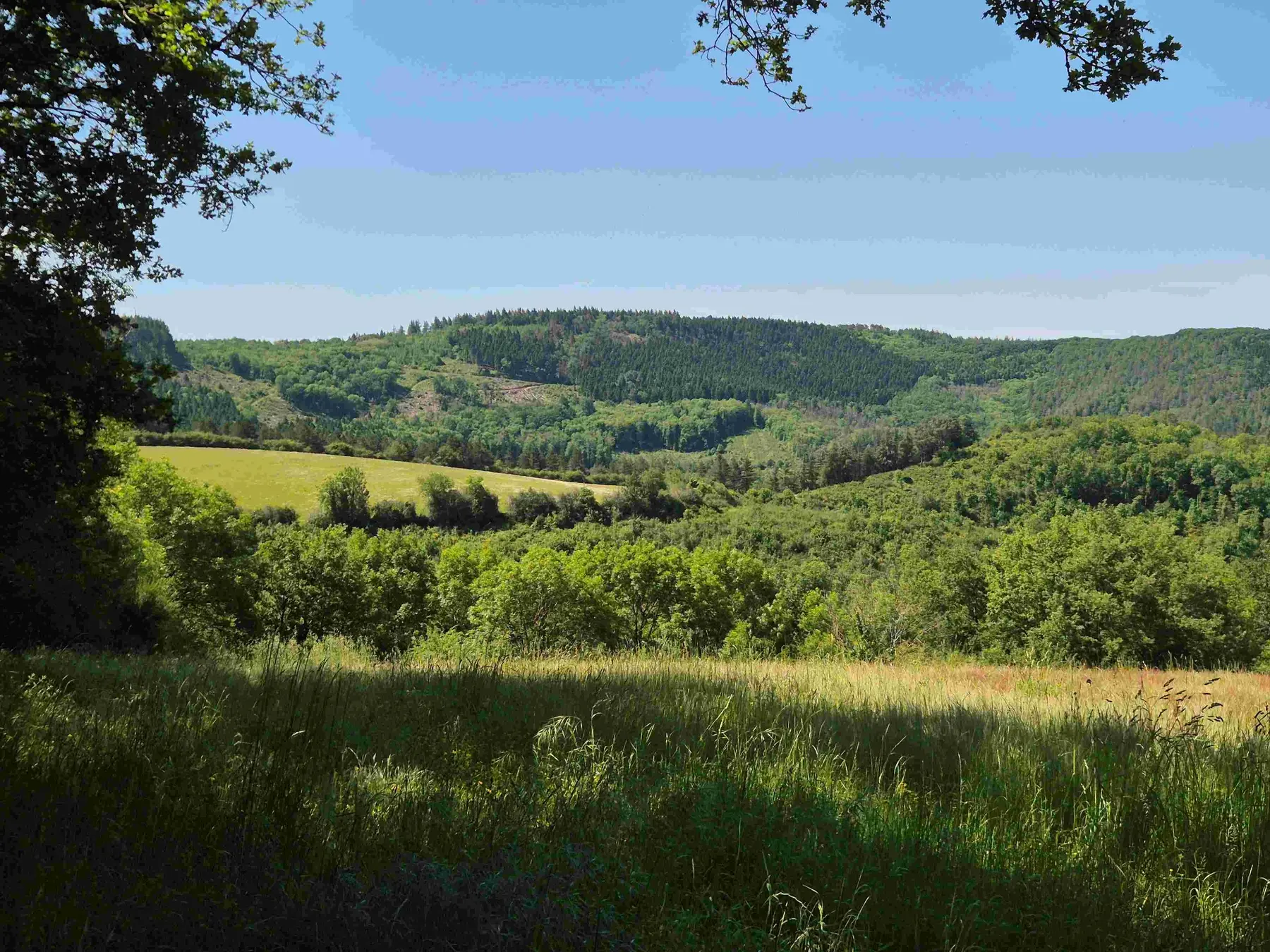 Vallée boisée dans le Tarn