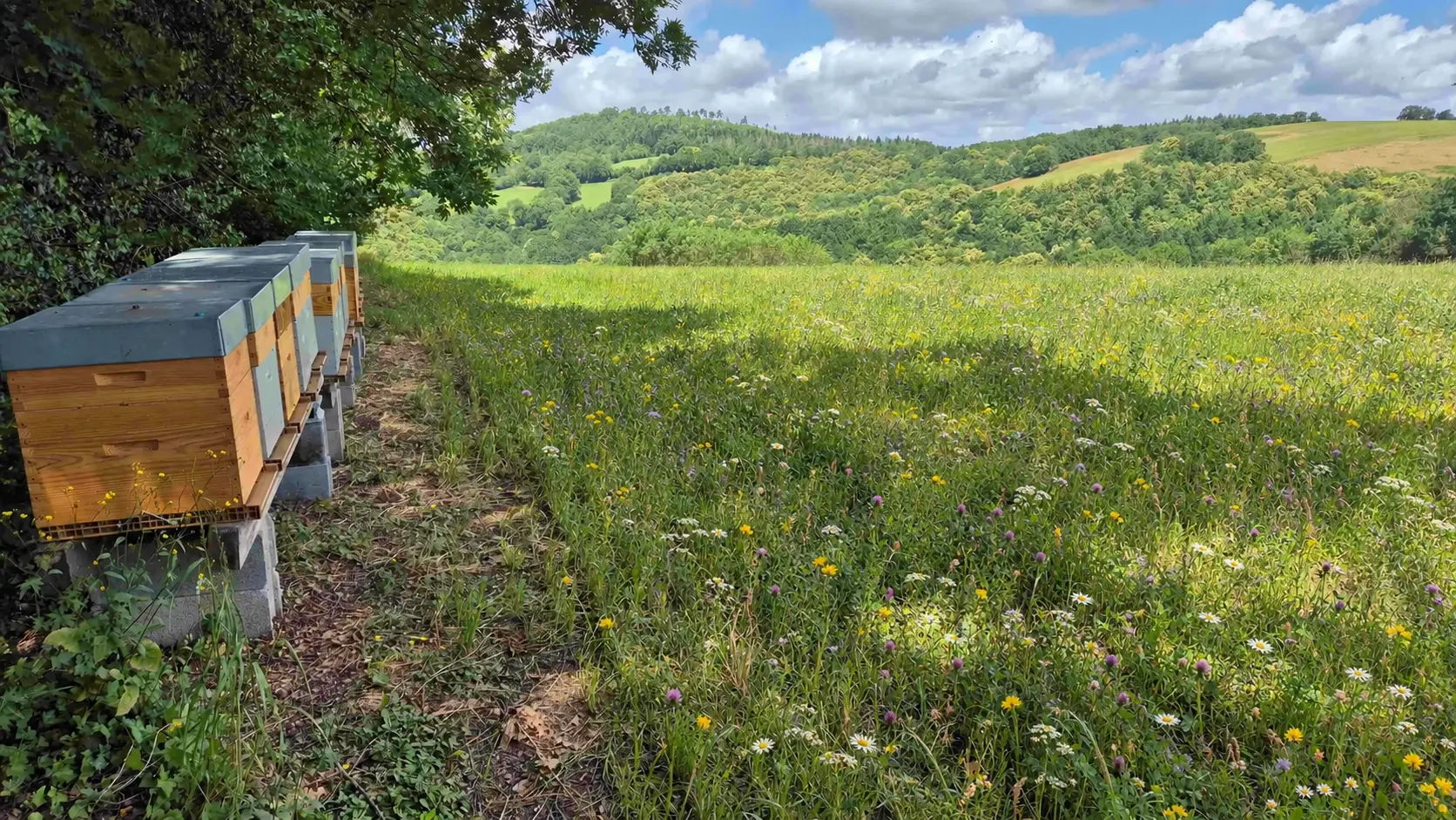 Ruches NECTARN au bord d'une prairie fleurie dans le Tarn
